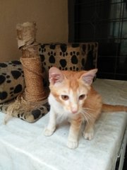 Aman The Ginger Boy - Domestic Short Hair Cat