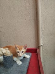 Aman The Ginger Boy - Domestic Short Hair Cat