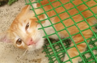 Aman The Ginger Boy - Domestic Short Hair Cat