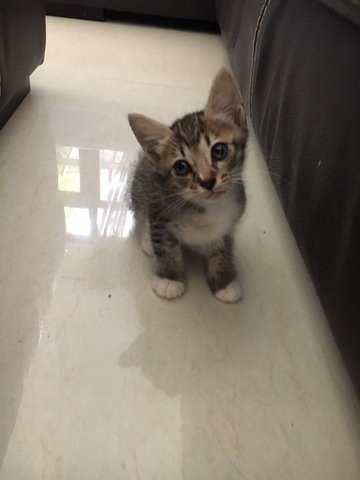 2 Playful Kittens - Domestic Short Hair + Tabby Cat