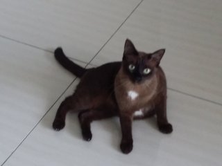 Mimi - Burmese + Domestic Short Hair Cat