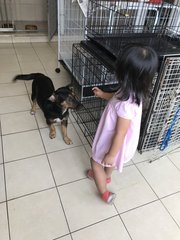 Blackie Lexi - Beagle + Corgi Dog