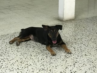 Blackie Lexi - Beagle + Corgi Dog