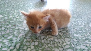 Little Ginger - Domestic Medium Hair Cat