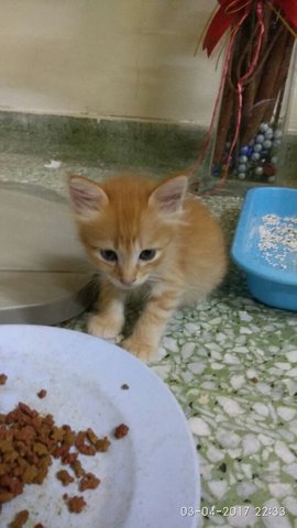 Little Ginger - Domestic Medium Hair Cat