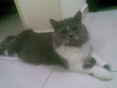 Persian Iko - Persian Cat
