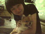 Tommy - Pomeranian Dog