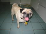 PF8240 - Pug Dog