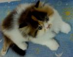 Princess Melody Reveira - Persian + Calico Cat