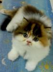 Princess Melody Reveira - Persian + Calico Cat