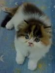 Princess Melody Reveira - Persian + Calico Cat