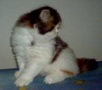 Princess Melody Reveira - Persian + Calico Cat