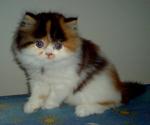 Princess Melody Reveira - Persian + Calico Cat