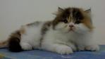 Princess Melody Reveira - Persian + Calico Cat