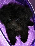 PF8257 - Poodle Dog