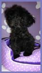 PF8257 - Poodle Dog