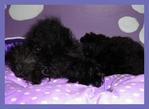 PF8257 - Poodle Dog