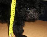 PF8257 - Poodle Dog