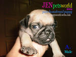 Pug Puppy - Pure Homebreed. - Pug Dog