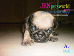 Pug Puppy - Pure Homebreed. - Pug Dog