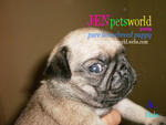 Pug Puppy - Pure Homebreed. - Pug Dog