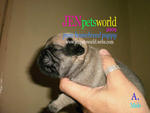 Pug Puppy - Pure Homebreed. - Pug Dog