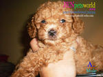  Toy Poodle Puppy-pure Homebreed. - Poodle Dog