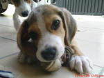 Colbie &amp; Baxter - Beagle Dog