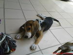 Colbie &amp; Baxter - Beagle Dog