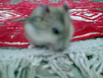 Skunk - Short Dwarf Hamster Hamster