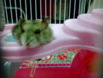 Skunk - Short Dwarf Hamster Hamster