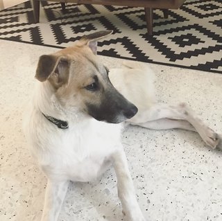 Super Sweet Pup With A Sheltie Face - Mixed Breed Dog