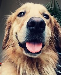 Rango - Golden Retriever Dog