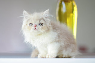 Chiko - Persian Cat