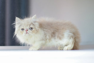 Chiko - Persian Cat