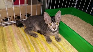 Elsa The Cute Kitten At Damansara!! - Domestic Medium Hair Cat