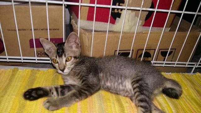 Elsa The Cute Kitten At Damansara!! - Domestic Medium Hair Cat