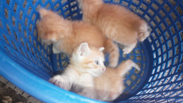 3 Ginger Kittens At Damansara - Domestic Medium Hair Cat