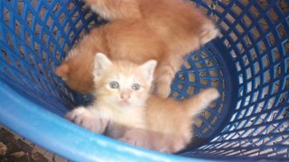 3 Ginger Kittens At Damansara - Domestic Medium Hair Cat