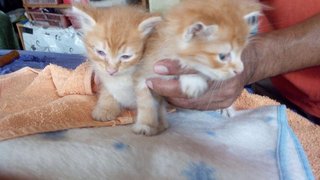 3 Ginger Kittens At Damansara - Domestic Medium Hair Cat