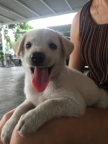 Puppies For Adoption - Mixed Breed Dog