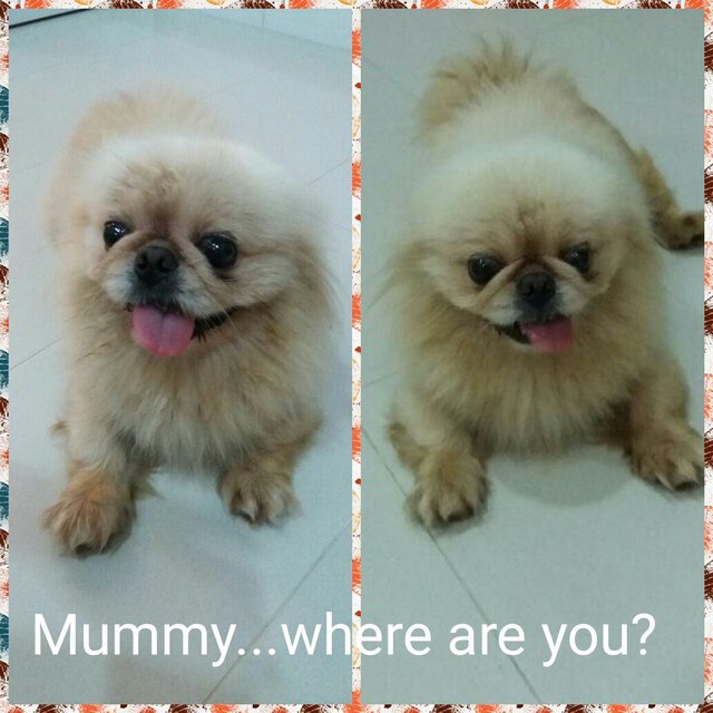 Pekingese - Pekingese Dog