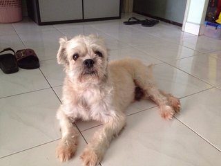 Bobby - Shih Tzu Dog