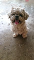 Bobby - Shih Tzu Dog