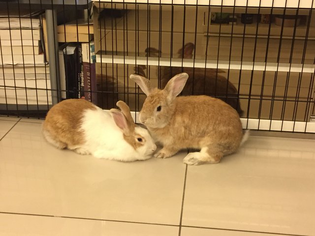 Carrot &amp; Ciku (Baby, Fatty) - Bunny Rabbit Rabbit