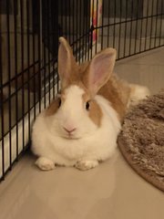 Carrot, waiting to receive some head rubs