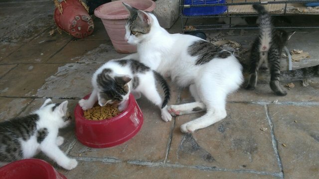 Fury, Oreo - Domestic Short Hair Cat