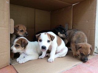 Biscuit &amp; Brownie - Mixed Breed Dog