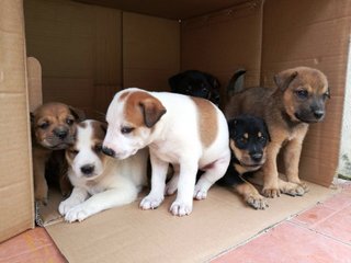 Biscuit &amp; Brownie - Mixed Breed Dog