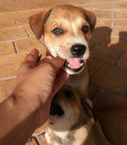 Biscuit &amp; Brownie - Mixed Breed Dog